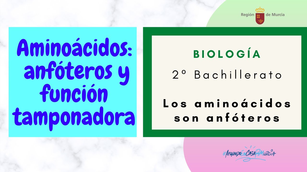 LOS AMINO&Aacute;CIDOS SON ANF&Oacute;TEROS