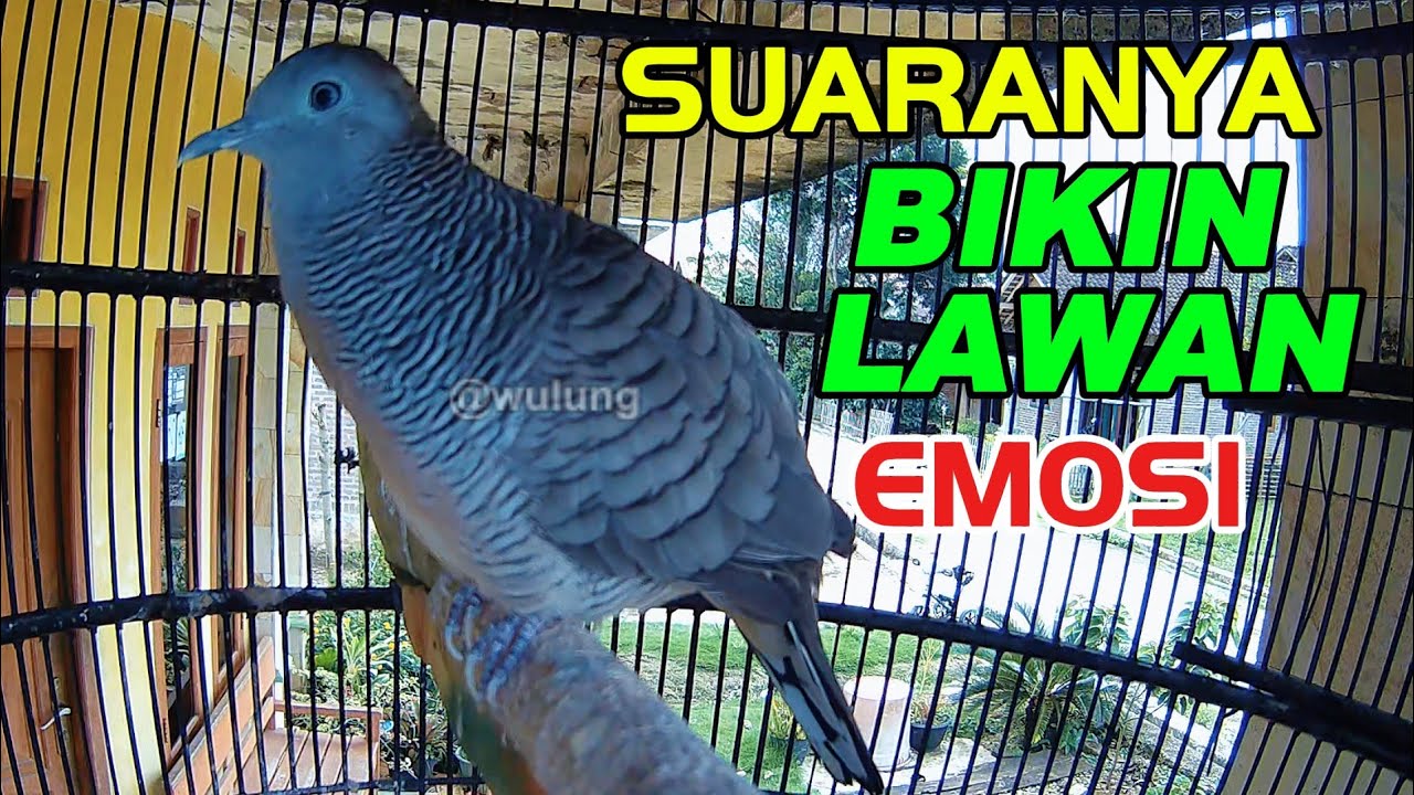perkutut lokal #perkutut #viral #shorts