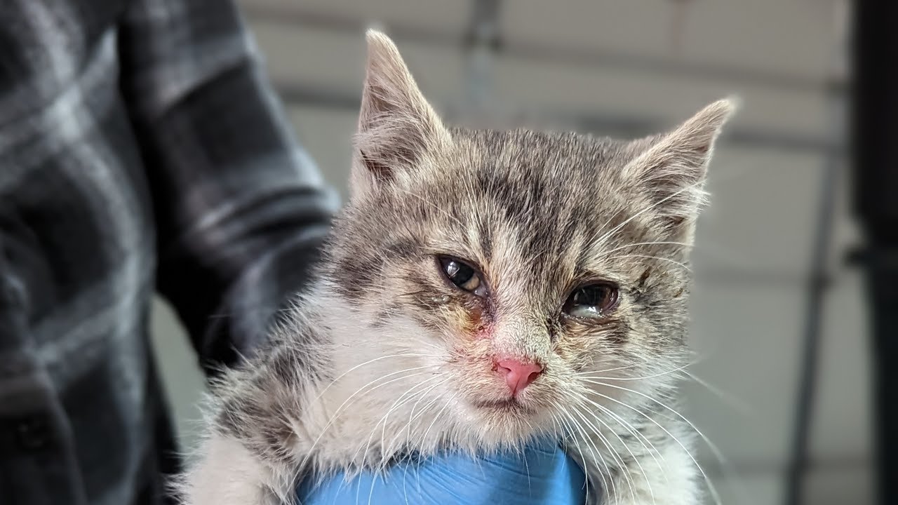 Why we built a nonprofit spay neuter clinic