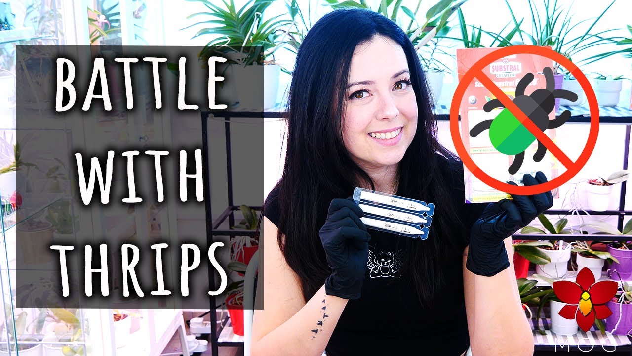 Big Update! - Treating thrips on my Orchids - Did it work?