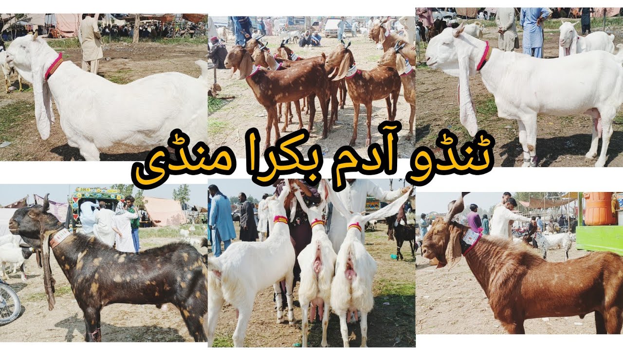 Tando Adam bakra mandi New Latest Today Update 14 2 2026
