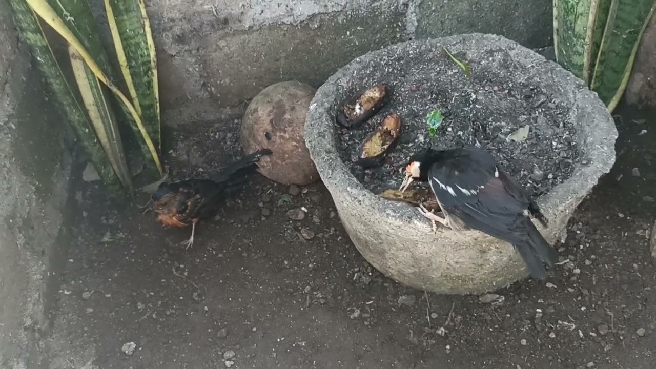 MERILIS MURAI BATU JANTAN DI AVIARY 