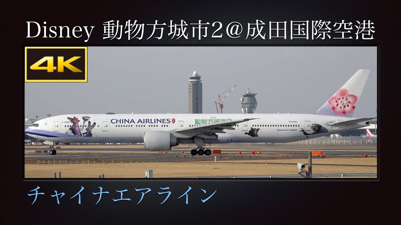 4K 冬の成田国際空港を離陸する、特別塗装機(Disney 動物方城市2 : ディズニー ズートピア2)  チャイナエアライン(中華航空)  Boeing 777-36N(ER)  B-18055