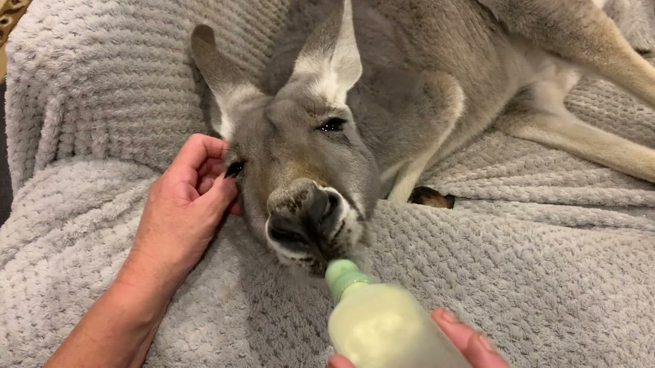 Bottle me up mum!  😂 I’ll never be to old for a bottle of yummy ness@rufusthecouchkangaroo5999
