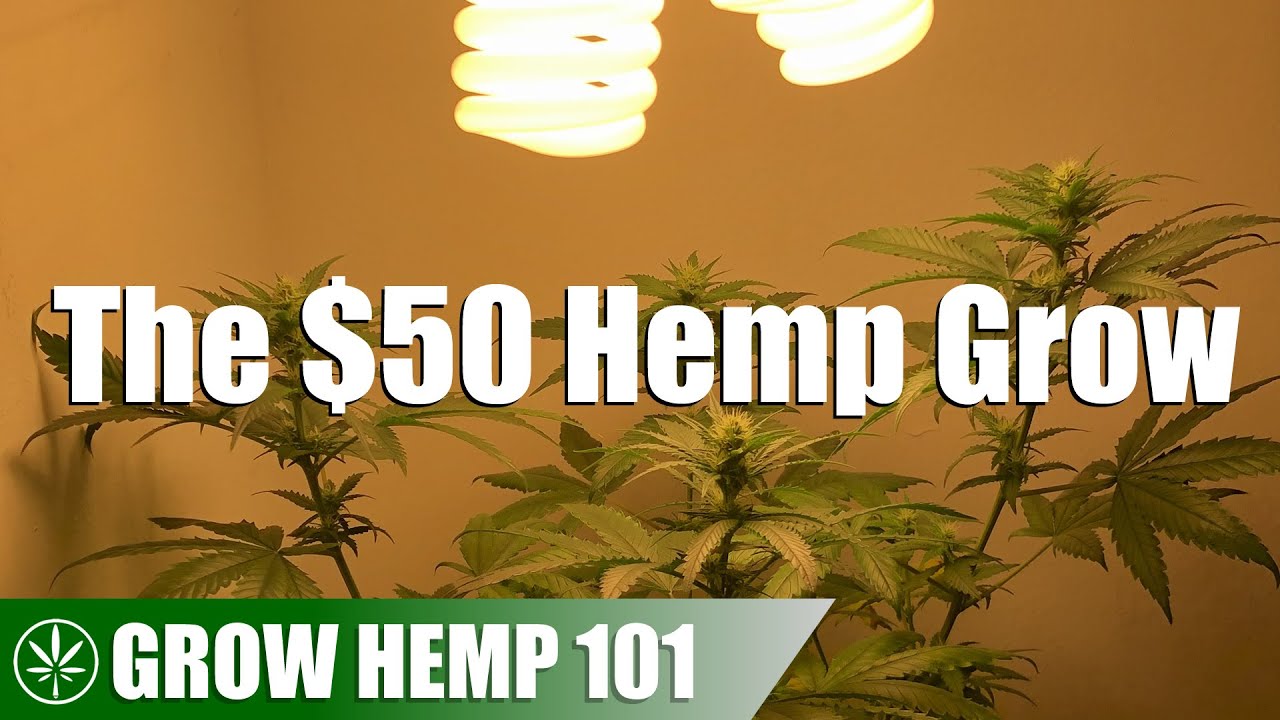 The CHEAPEST Indoor Hemp Timelapse Grow