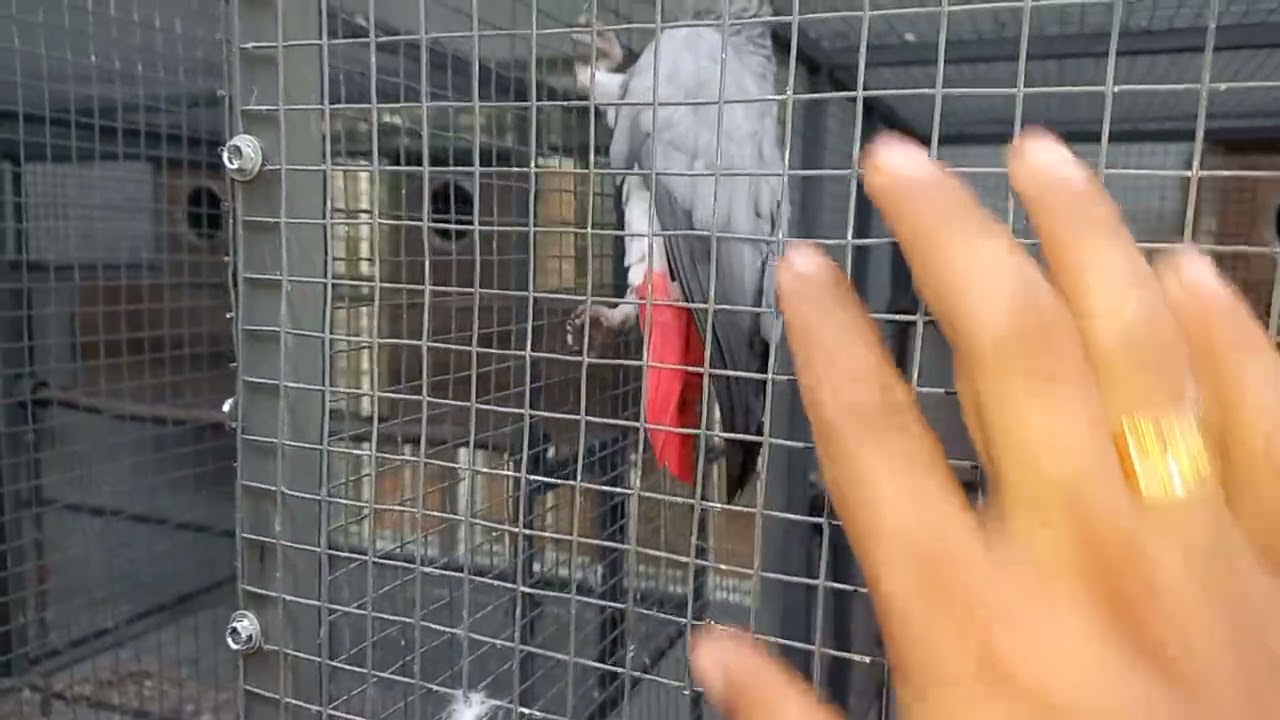 നമ്മൾ കൊറേ grayparrot set ചെയ്തു tta😁😁😁😁