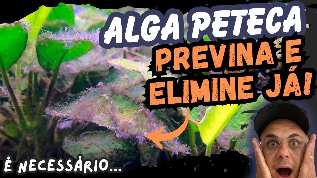 COMO ELIMINAR ALGA PETECA DO AQUÁRIO (A MELHOR DICA!)