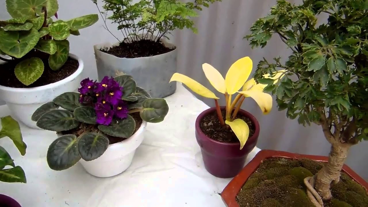Cuidado de sus plantas de interior