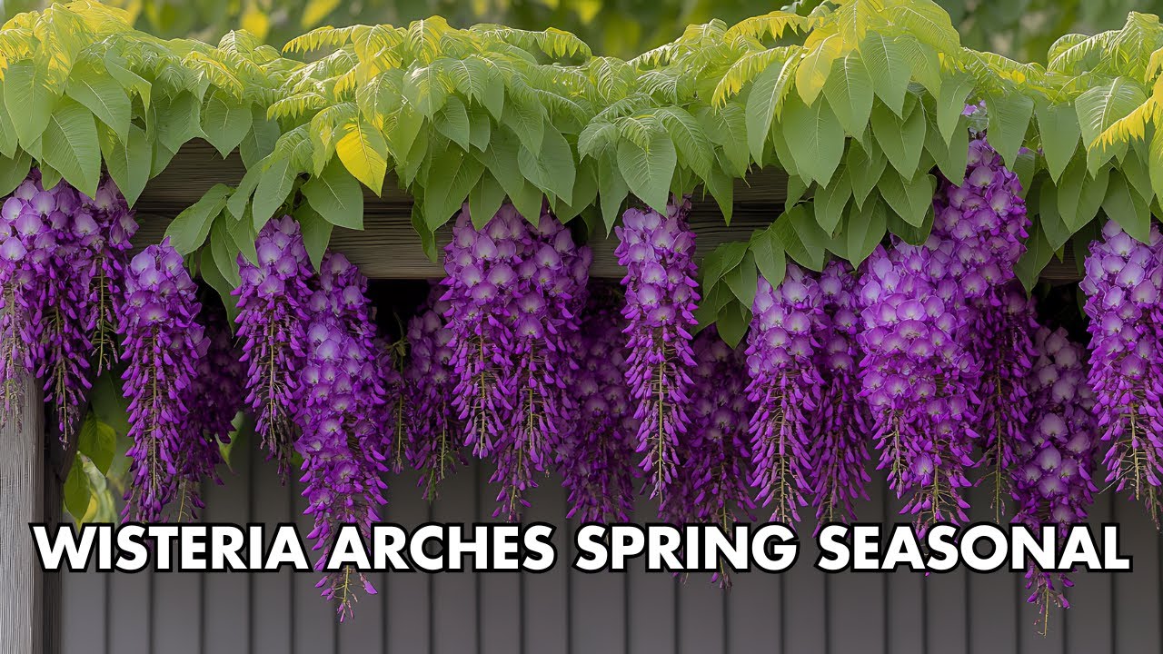 Create a STUNNING English Garden with Wisteria Arches and Spring Seasonal!