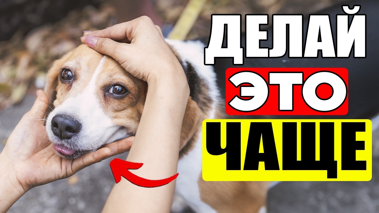 15 Вещей, которые Ты Делаешь РЕДКО для Своей Собаки (должен каждый день)