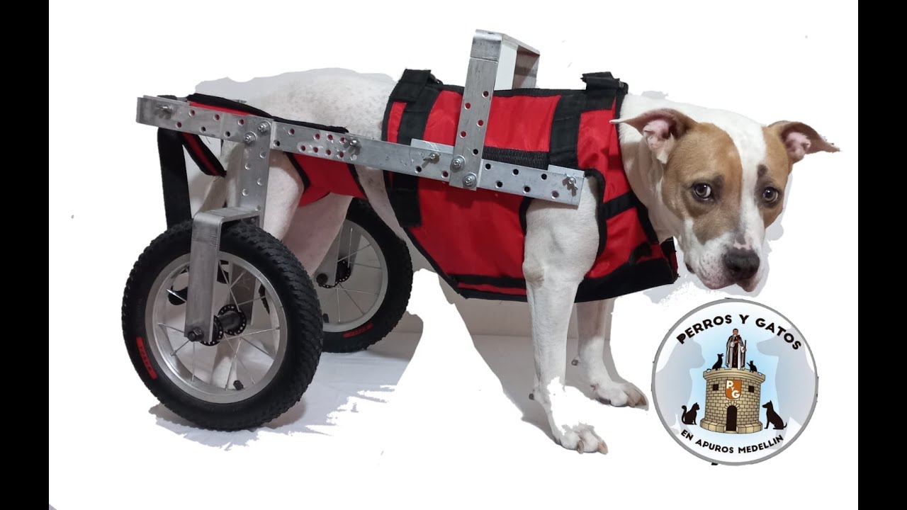 SILLA DE RUEDAS PARA PERRO