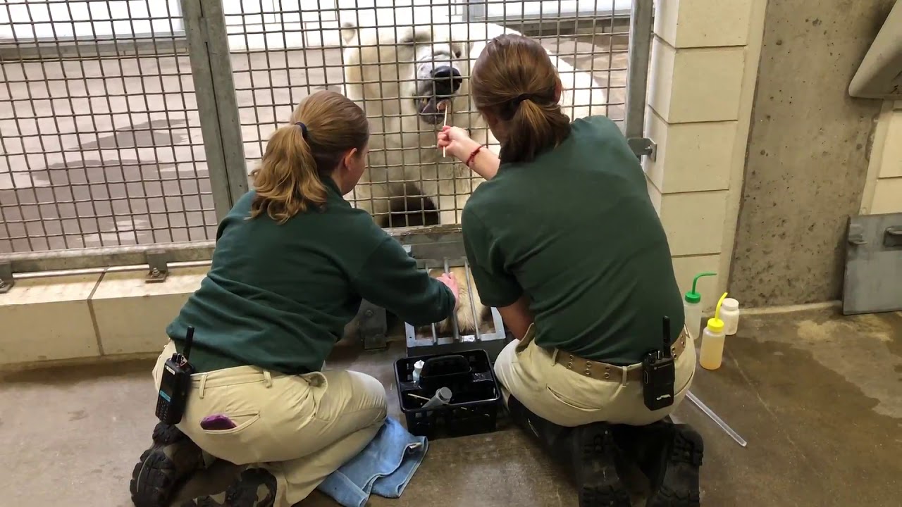Polar Bear Check Up: Voluntary Blood Collection