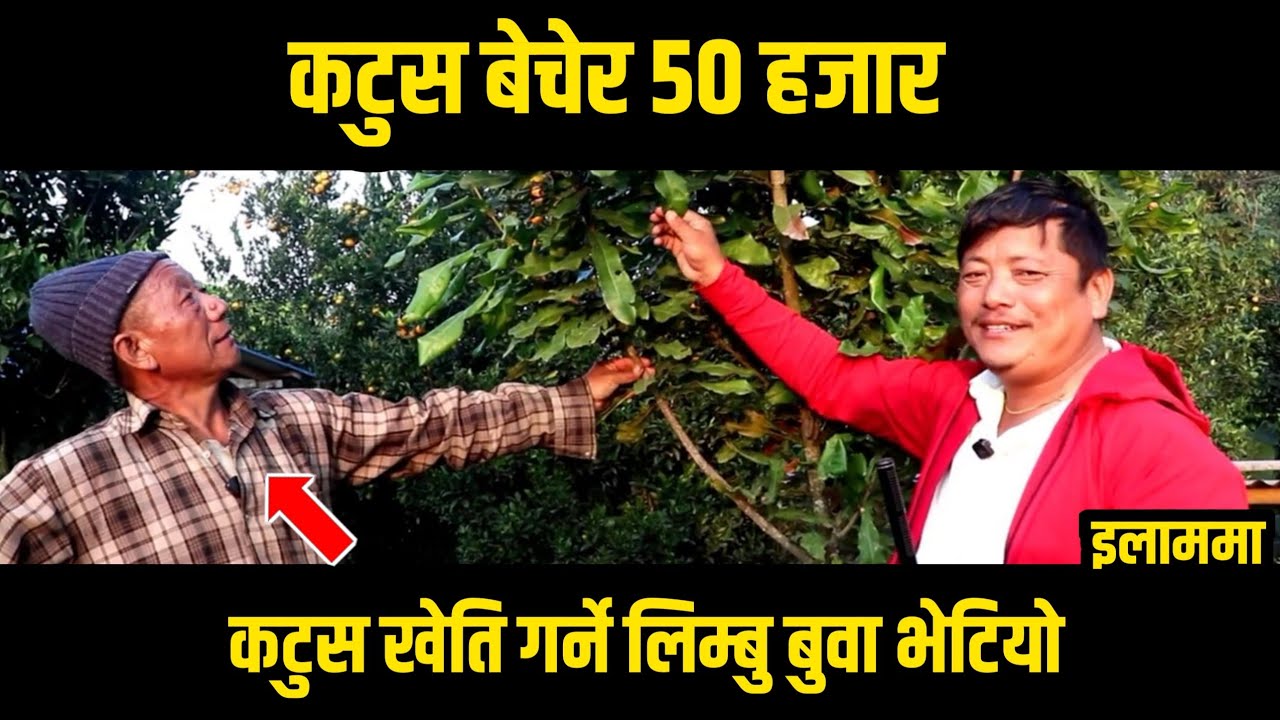 कटुस खेति गर्ने लिम्बु बाजे इलाममा भेटियाे || कटुस बेचेर लखपति बनदै || 
