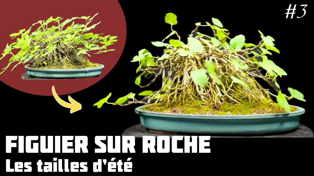 Je fais un Figuier sur Roche - Les tailles de densification - Épisode 3 🌱 NEJIKAN BONSAI 🌱