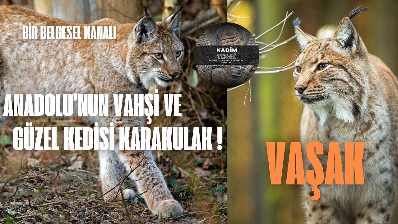 Vaşak : Anadolu'nun Vahşi G&uuml;zel Kedisi Karakulak !