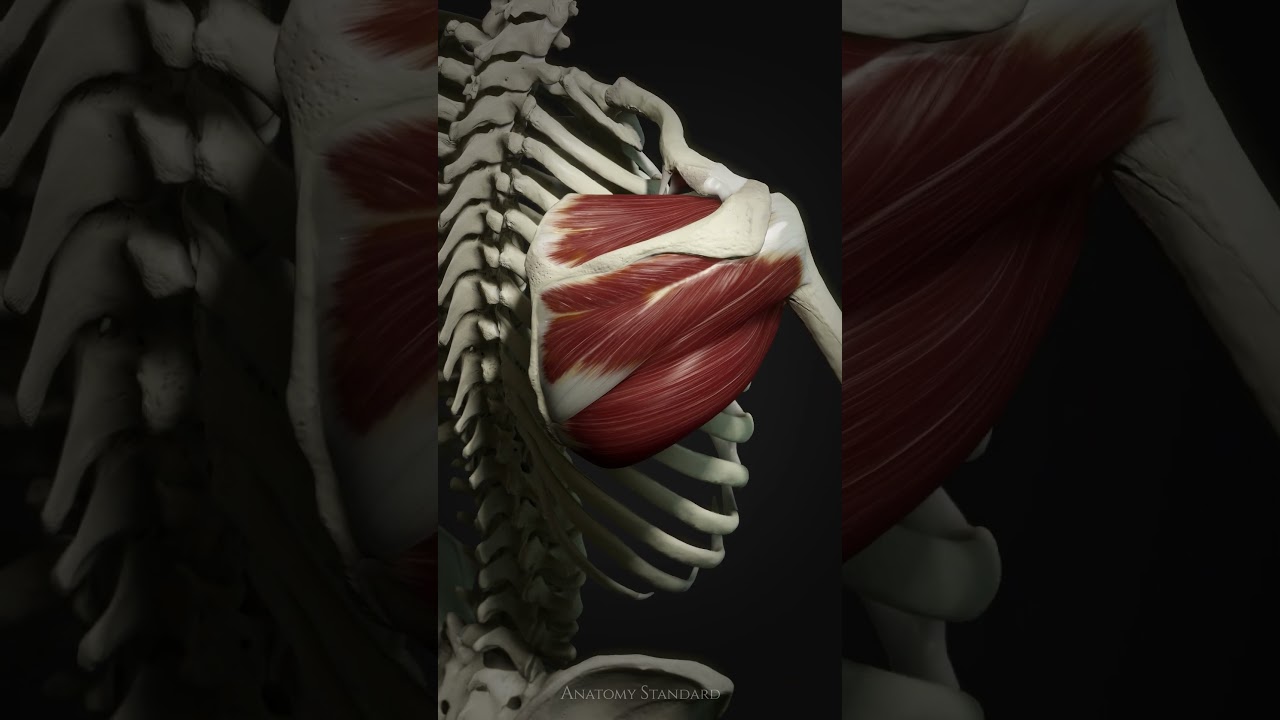 Shoulder muscles #3danatomy #anatomystandard #anatomy #art