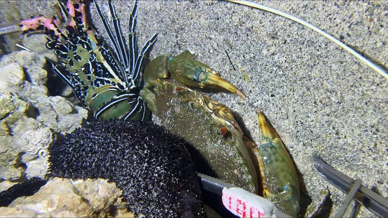 Diving under the sea to catch eels, crabs and sea cucumbers | Part 159-2