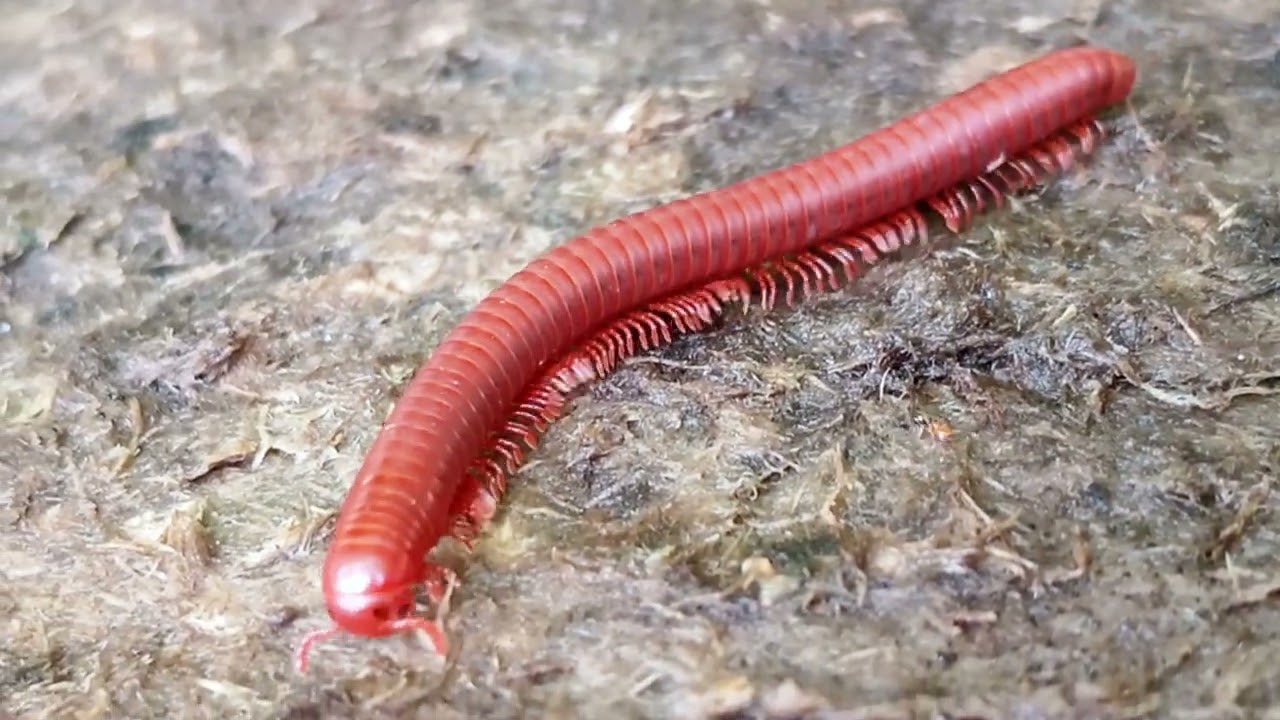 21-Millipede Eating Up Close – Daily Life of Tiny Creatures