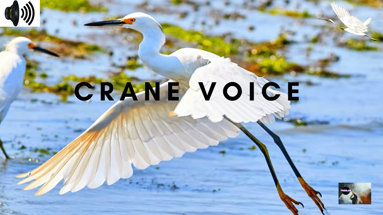 CRANE VOICE | GRUIDAE | LARGE LONG LEGGED | LONG NECKED BIRDS | GRUIFORMES | TRIZZLER |