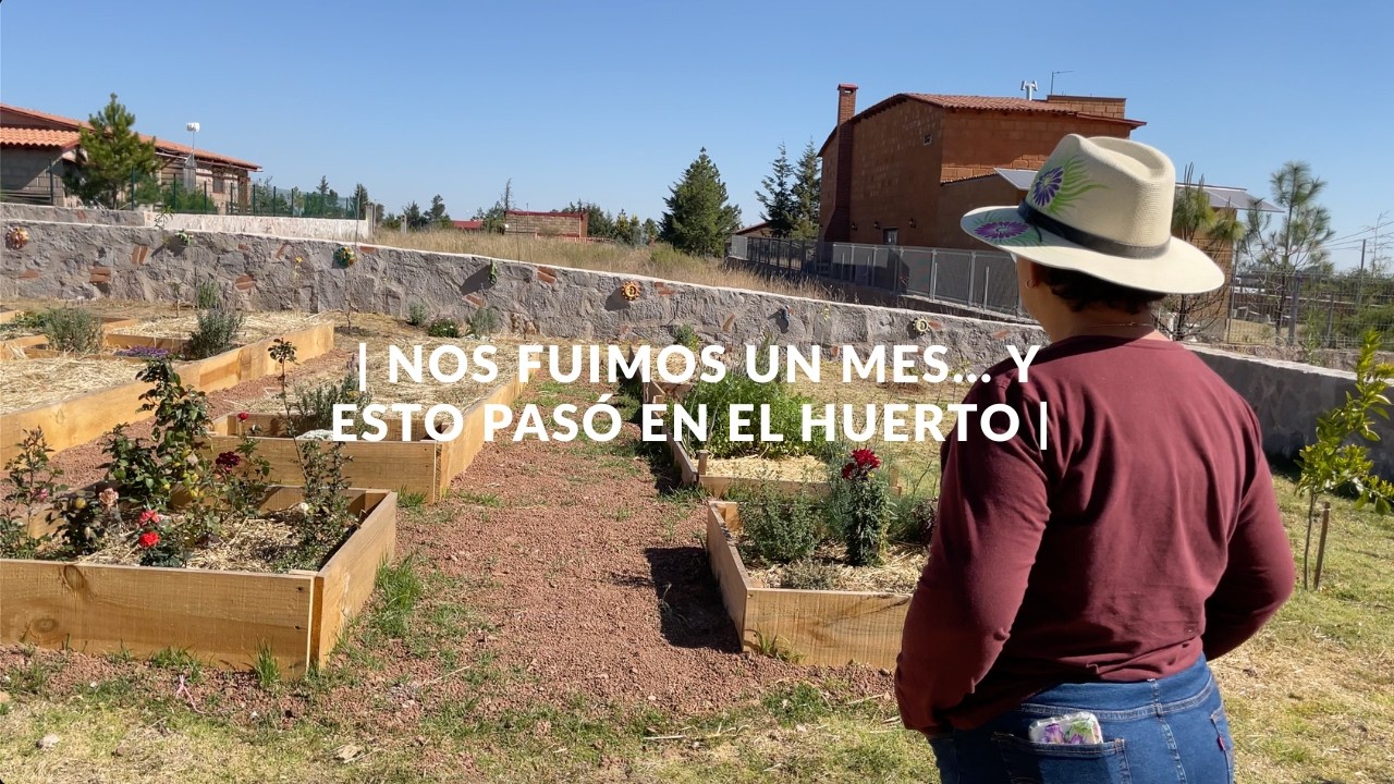 Nos fuimos un mes… y esto pasó en el huerto 🥔