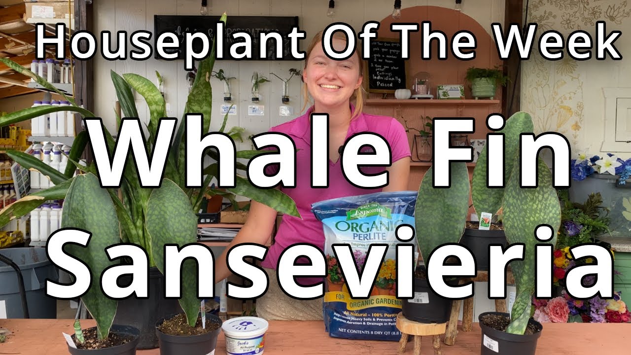 Whale Fin Sansevieria - Houseplant of the Week