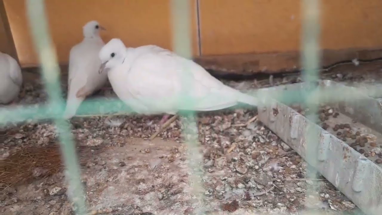 مات.الفريخ.اخوالسود