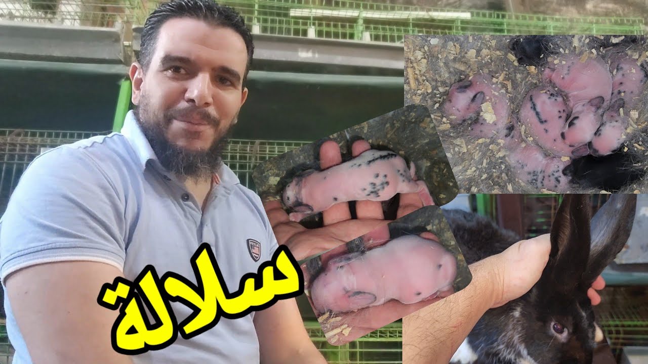 تحويل مفاجأة من التهجين مع الركس البيور تعالا شوف عمرداخل على 5شهور ومعدل تحويل تاني يوم ولادة