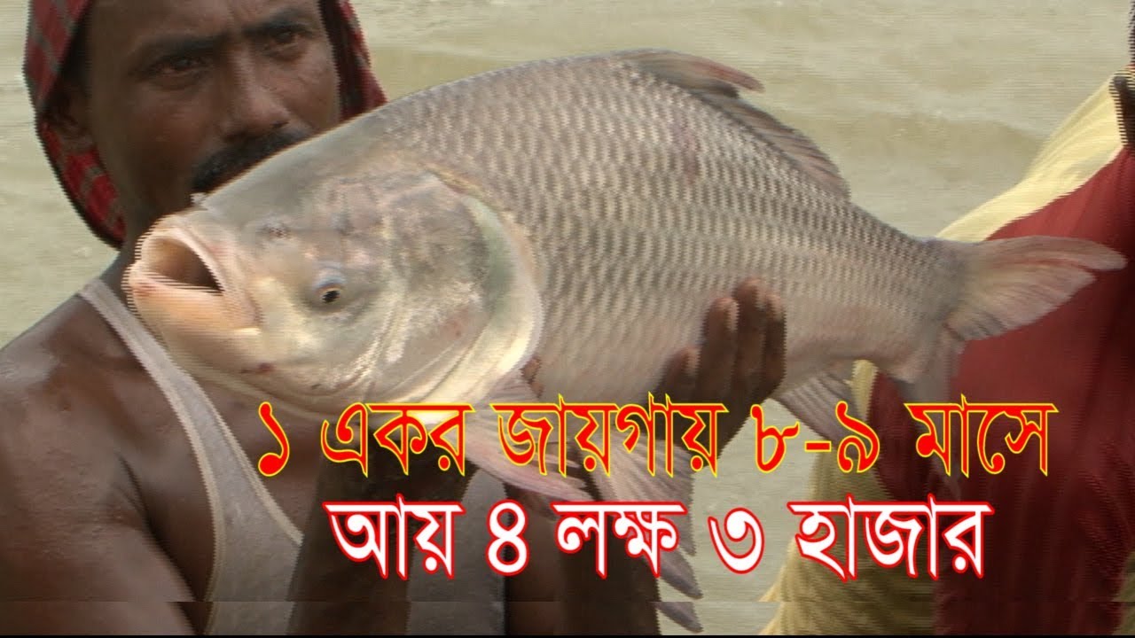 ১ একর জায়গায় ৮-৯ মাসে আয় ৪০৩০০/=। Sustainable fish farming