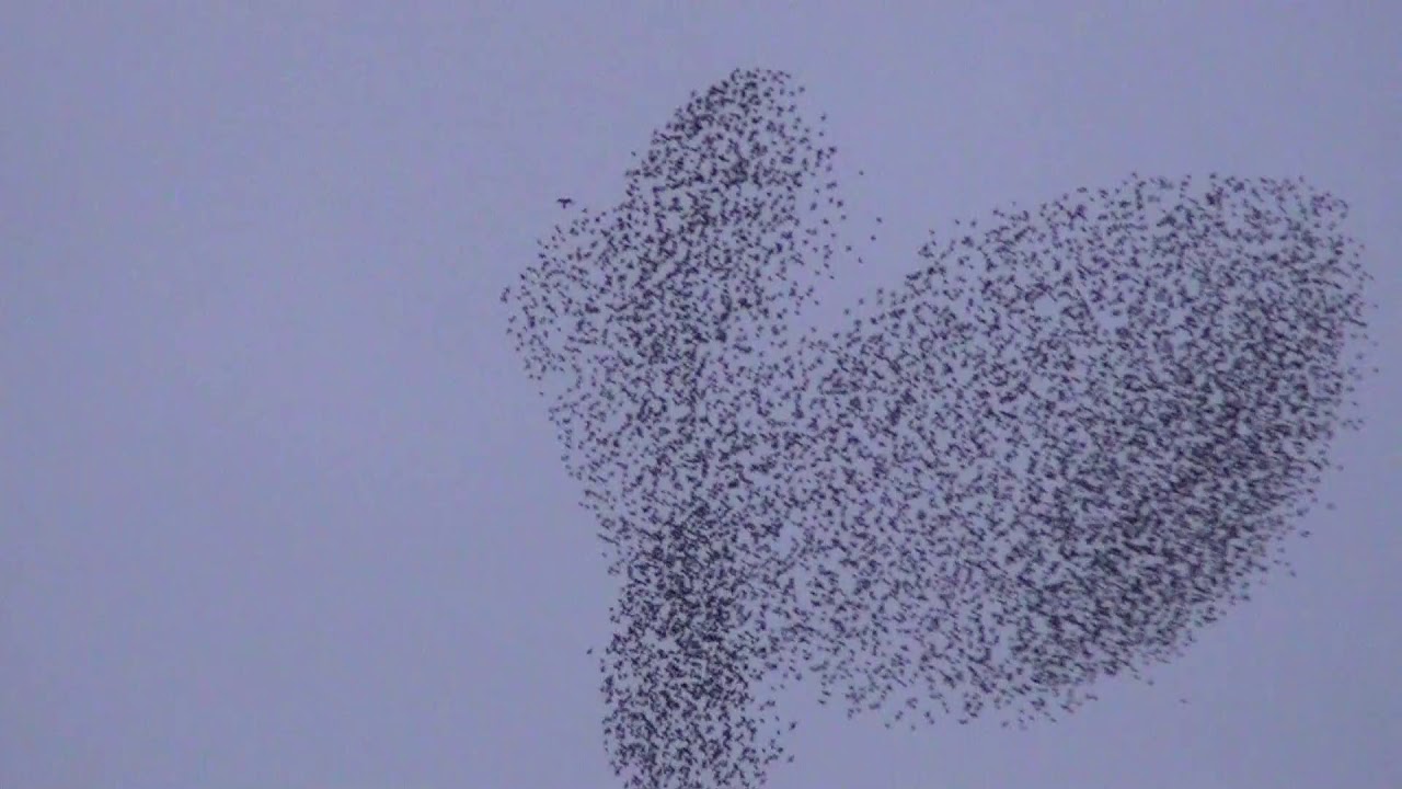 Falcon vs. Starling Murmuration - Harrowing spectacle! (sound on for maximum effect)