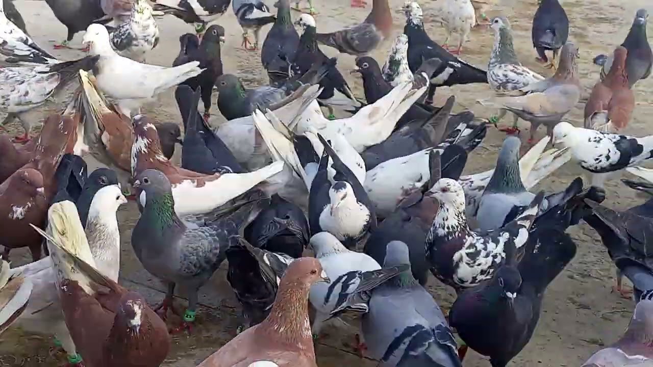 #kabutar #pigeon #