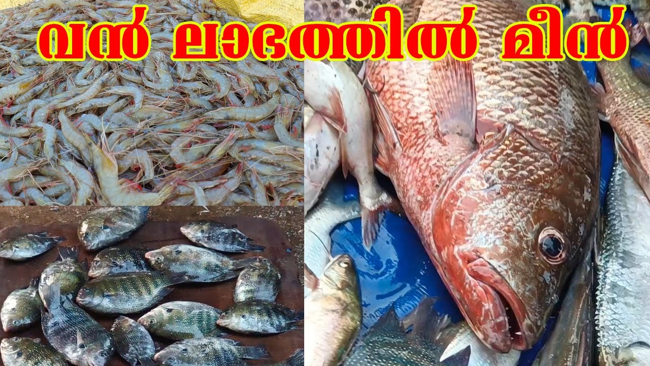 കേരളത്തിൽ ഏറ്റവും ലാഭത്തിൽ കായൽ മീൻ കിട്ടുന്ന സ്ഥലം| Muttathu Mannel, Puthuppally Kayamkulam