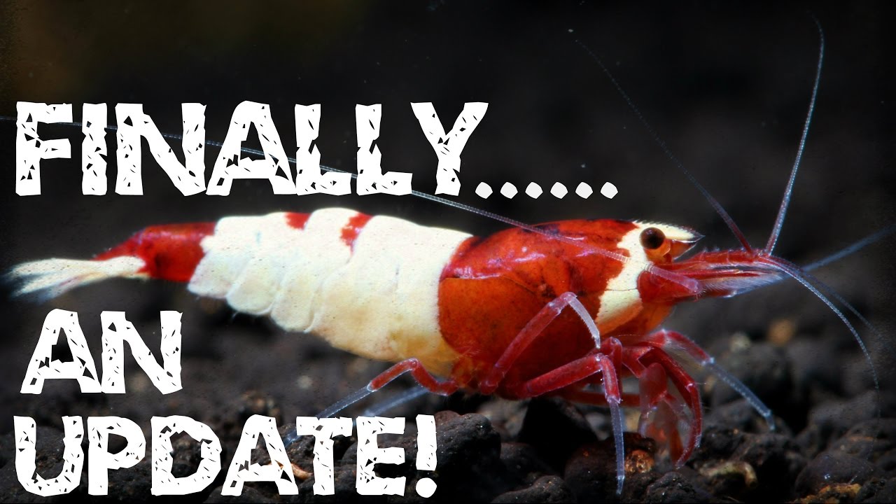 Finally an Update!