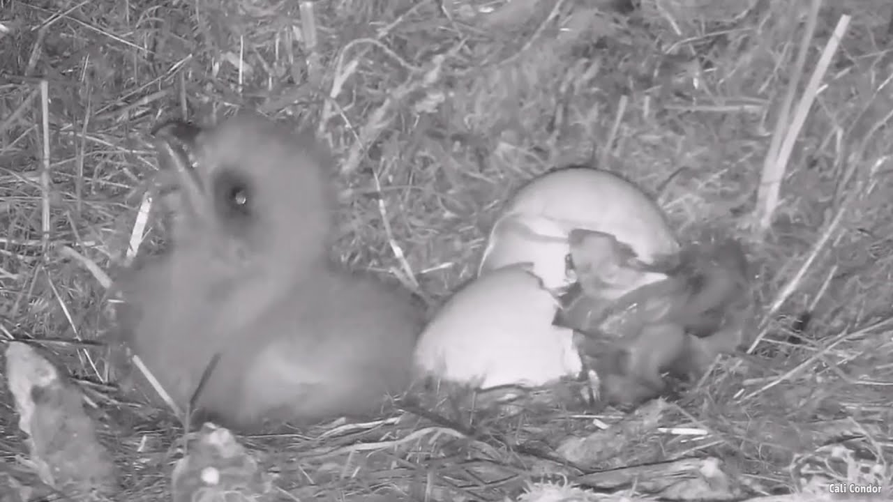 Fraser Point🦅FP Comes Out Of Shell🐣While FP2 Eats Breakfast😋Explore.org 2024-04-04