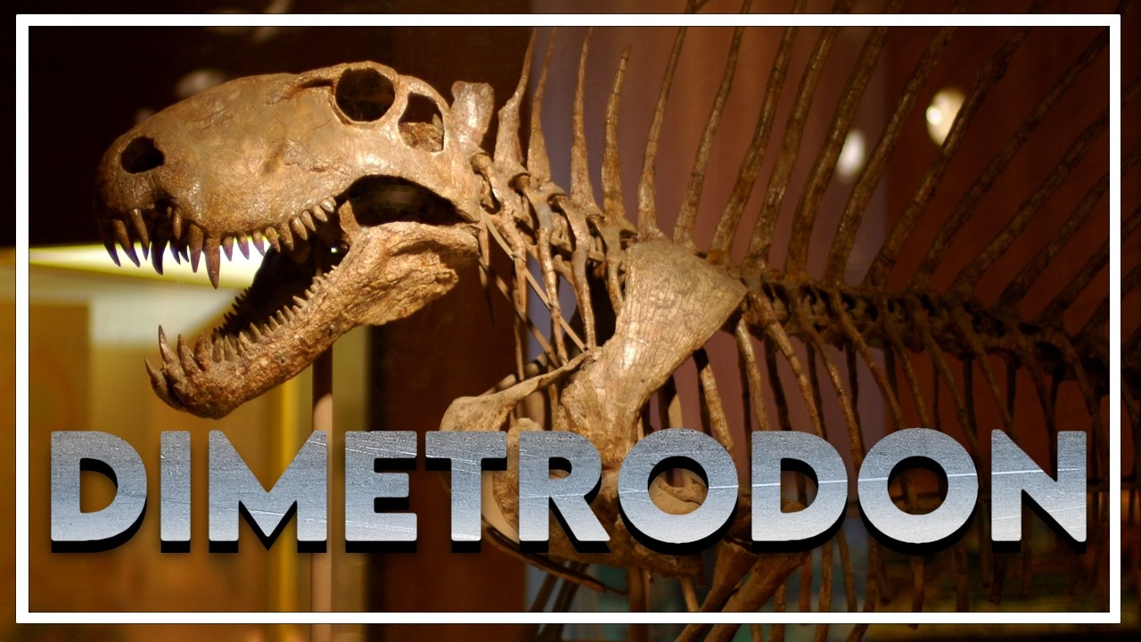 Sobre el DIMETRODON