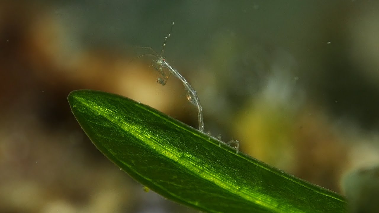 Elegant eaters - Skeleton Shrimp catches plankton
