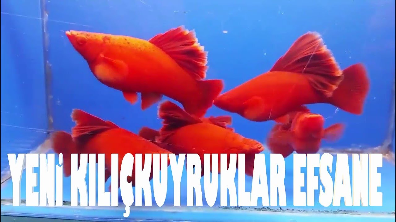 Üretimhane son durum kan kırmızısı Çin brokoli kılıçkuyruk aldım