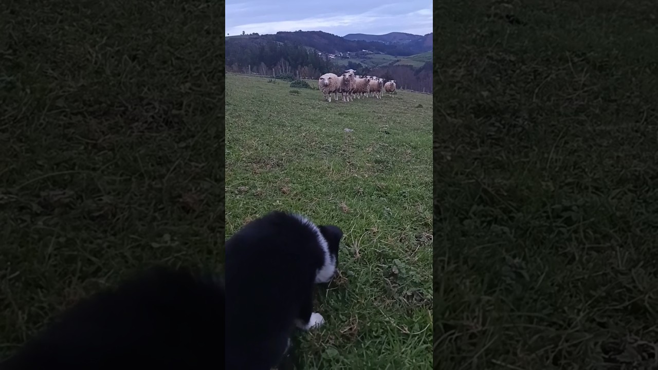 Empezamos el pastoreo #bordercolie #animals #puppy #vidarural #vidaanimal #cute