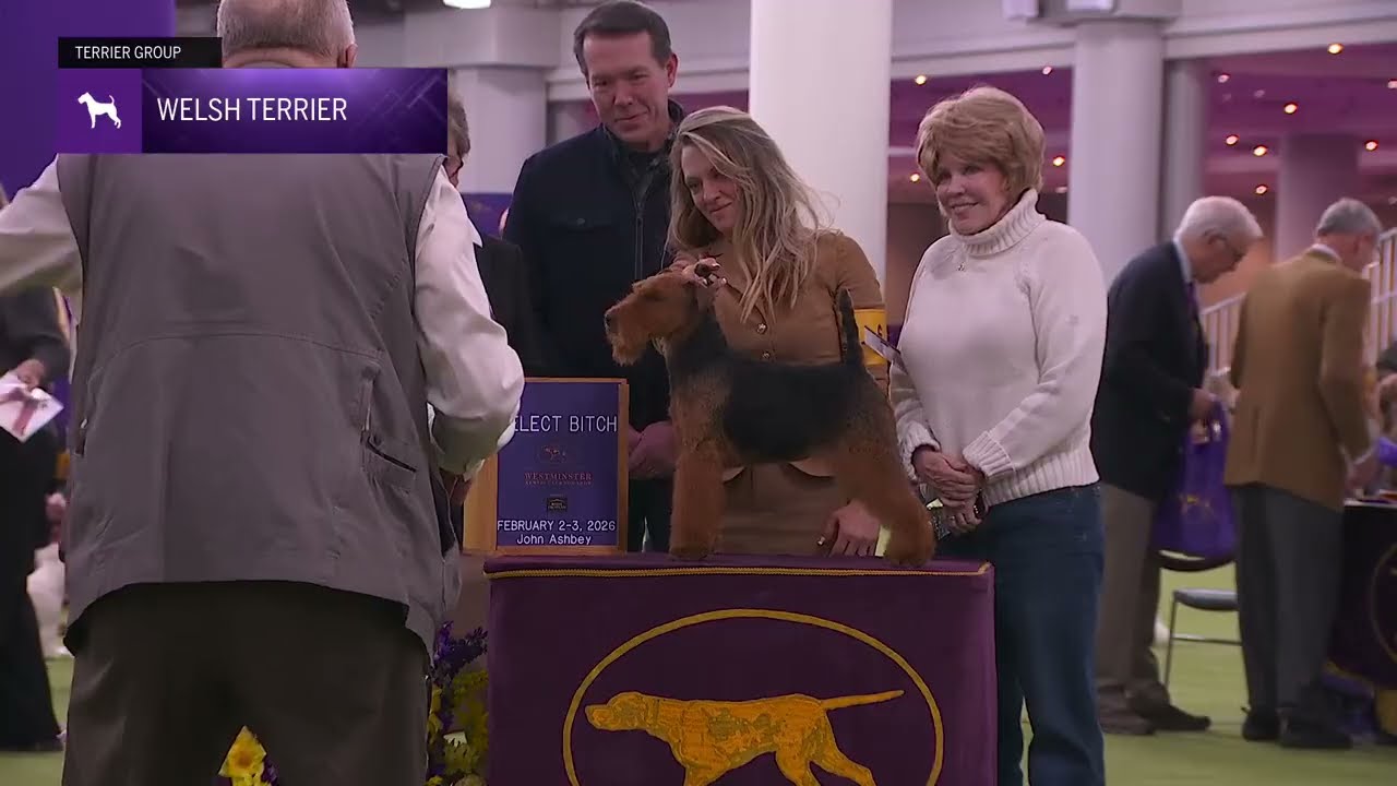 Welsh Terriers | Breed Judging 2026