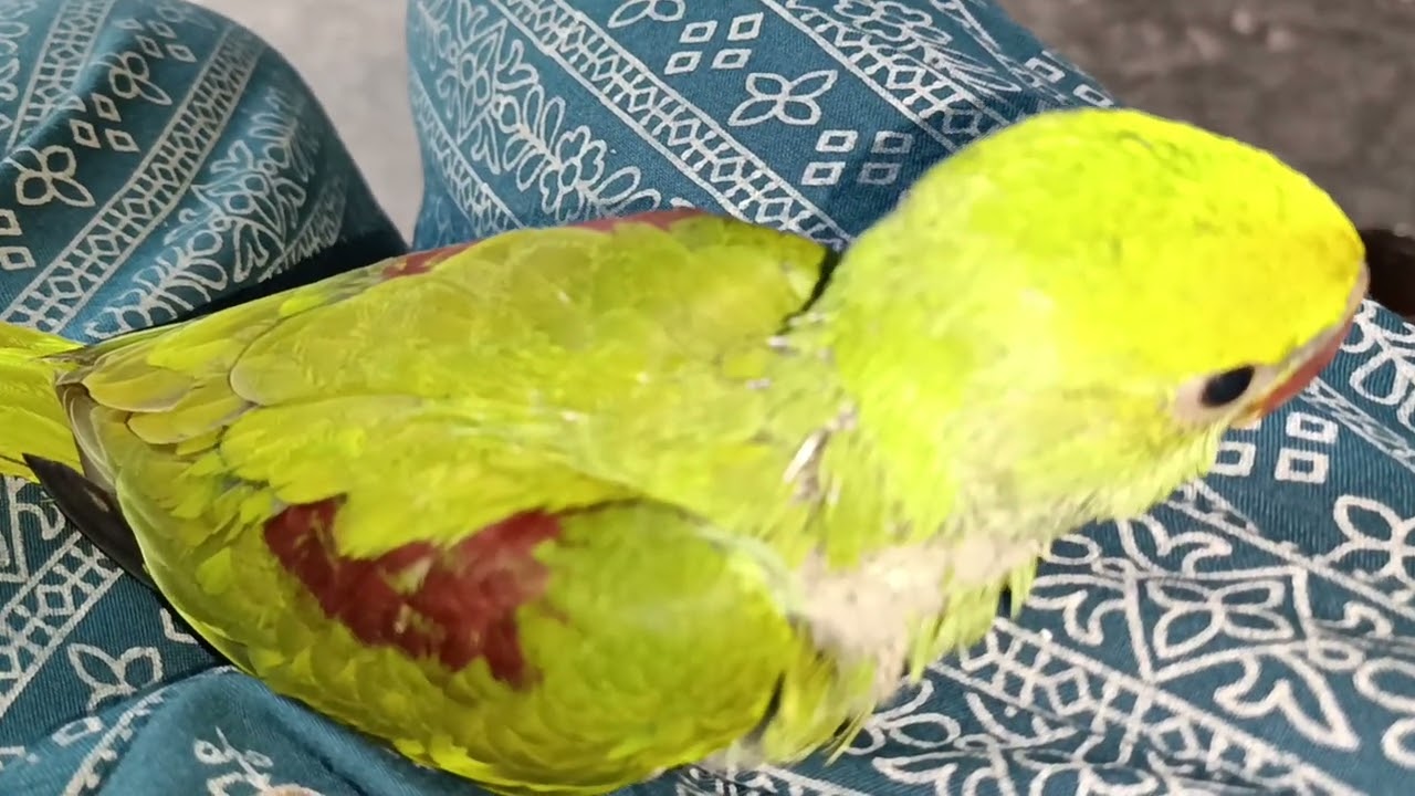 मिठु मेरे गोद खेल रहा है😍 || Love You Leo || #loveyouleo #babyparrot #talkingparrot 2026