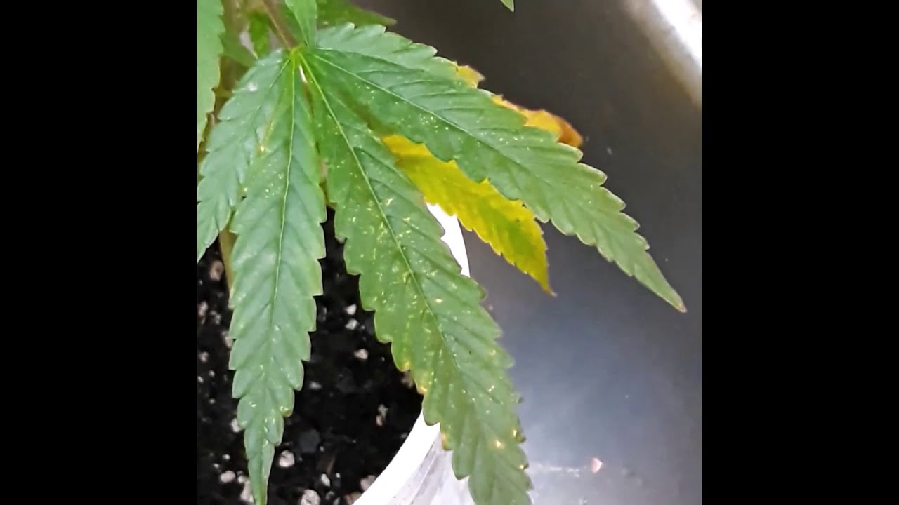 Identifying pests on cannabis with Dutchman420