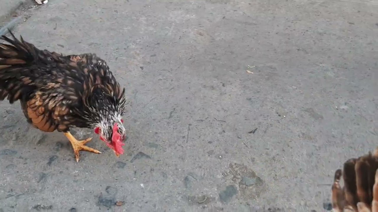 Update sa Binigay kong Sisiw na Bantam Chicken Malalakina Dinsila