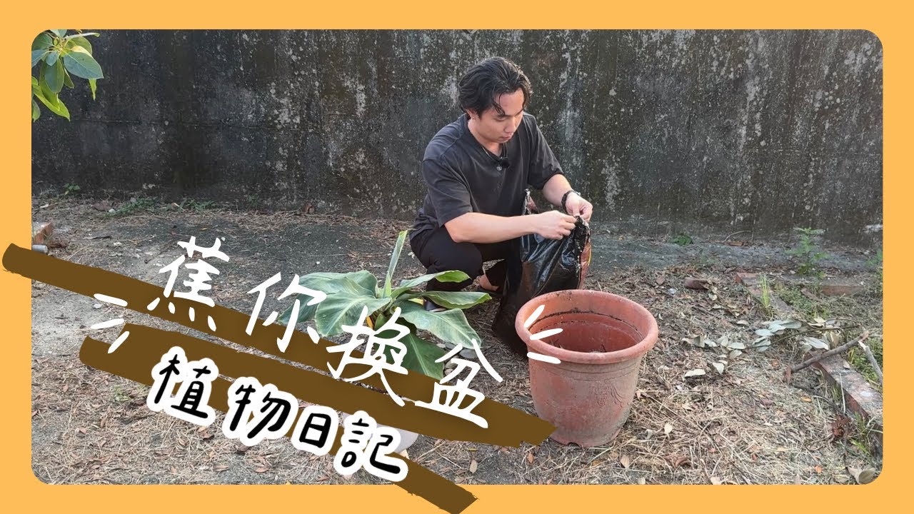 ［Taiwan Plant Diary ］蕉你換盆｜植物日記