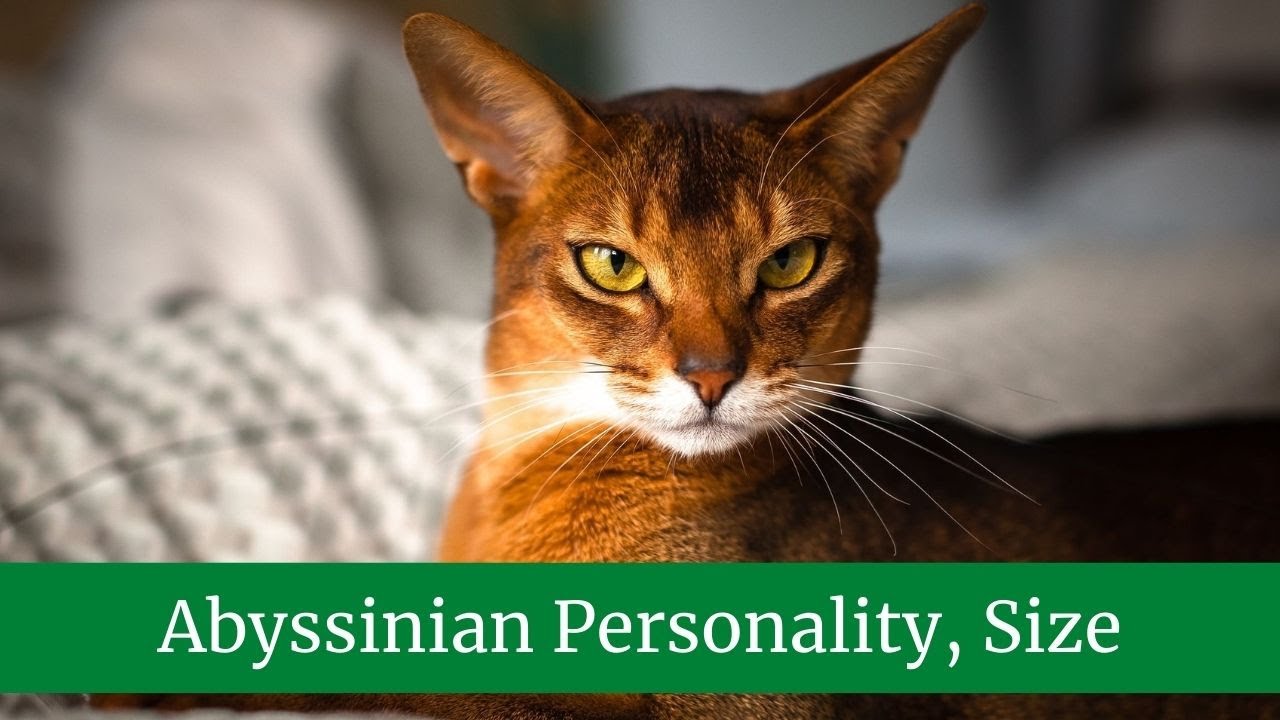 Abyssinian Personality || Abyssinian Size And Weight || Abyssinian Lifespan