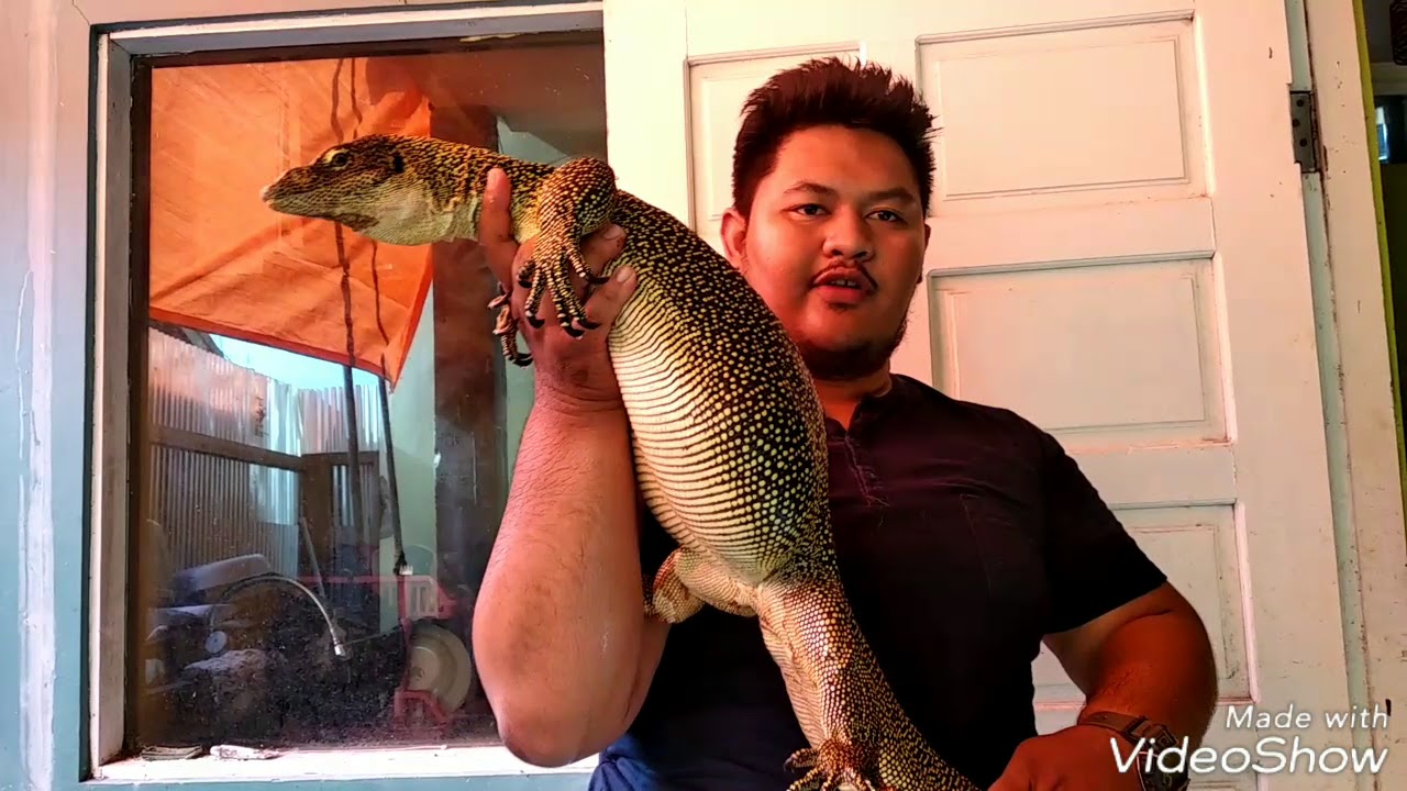 Cara mudah merawat biawak (Varanus indicus)