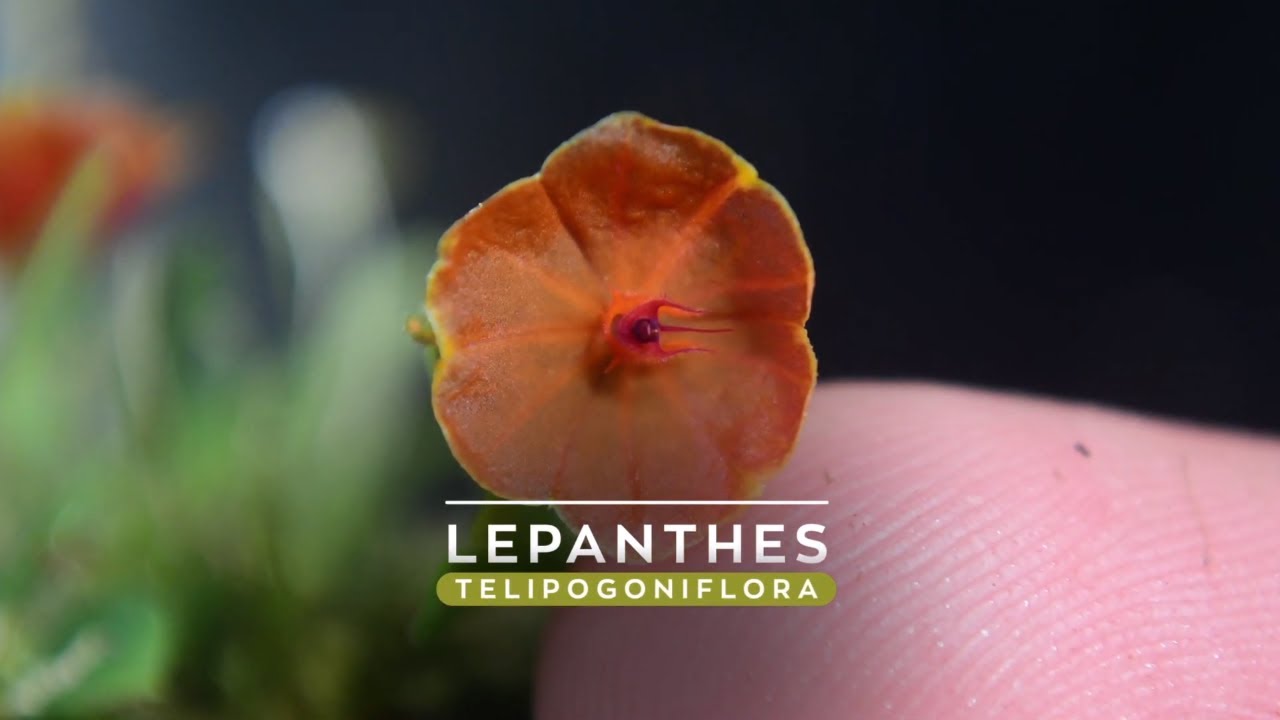 Orquídea Miniatura Lepanthes telipogoniflora