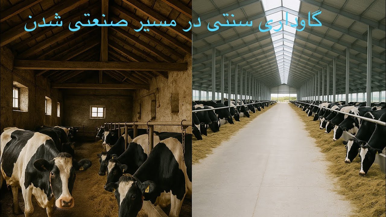 گاوداری اقای فصیحی رامندی ۳۰۰ راس دوشا در مسیر صنعتی شدن با سعی و مدیریت صحیح