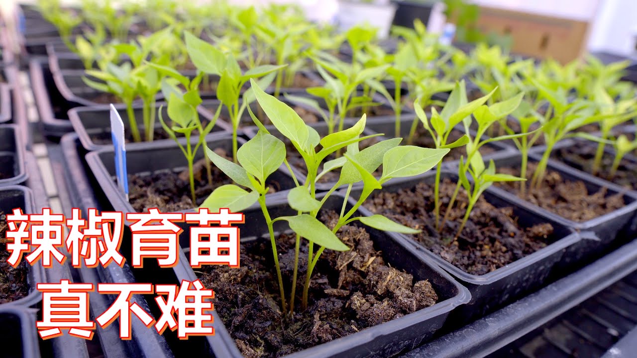 兔妈教你给辣椒育苗，旧种子也能育出健壮的苗来，种子公司专家亲传
