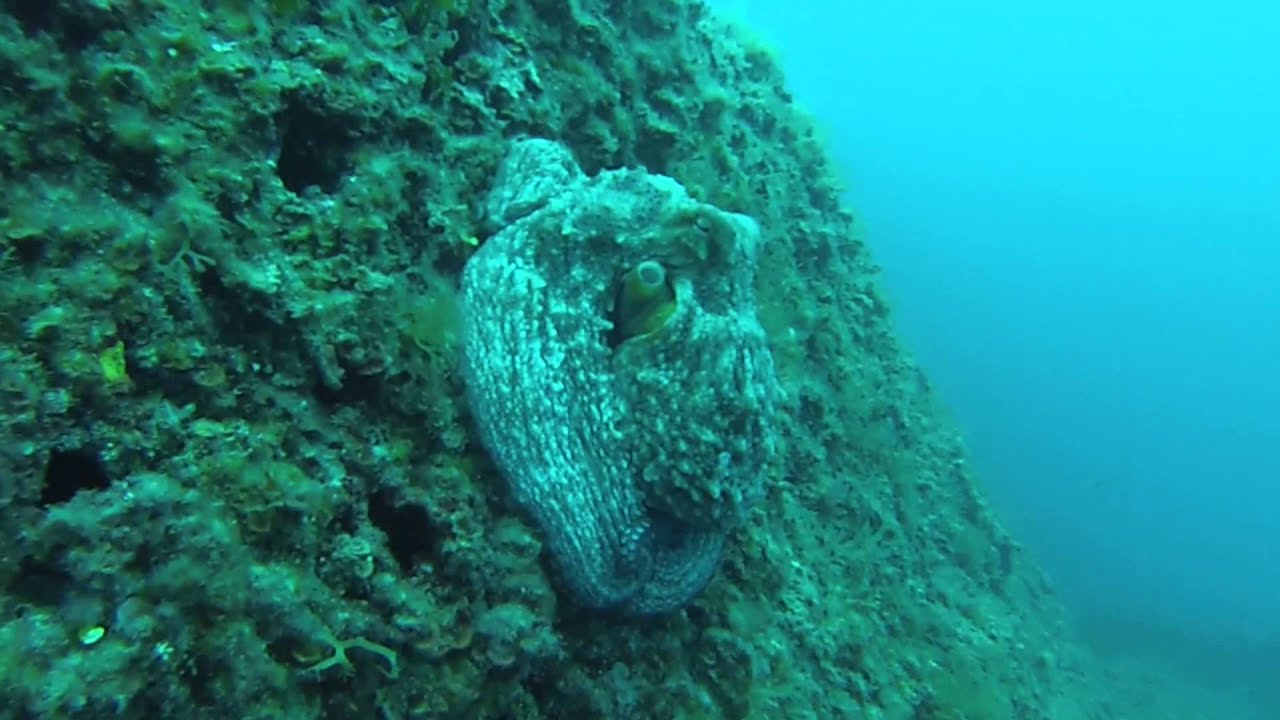 Immersione Portofino Sub Punta Chiappa GoPro Hero Subacqueo 11-5-14 (-MauryX-)