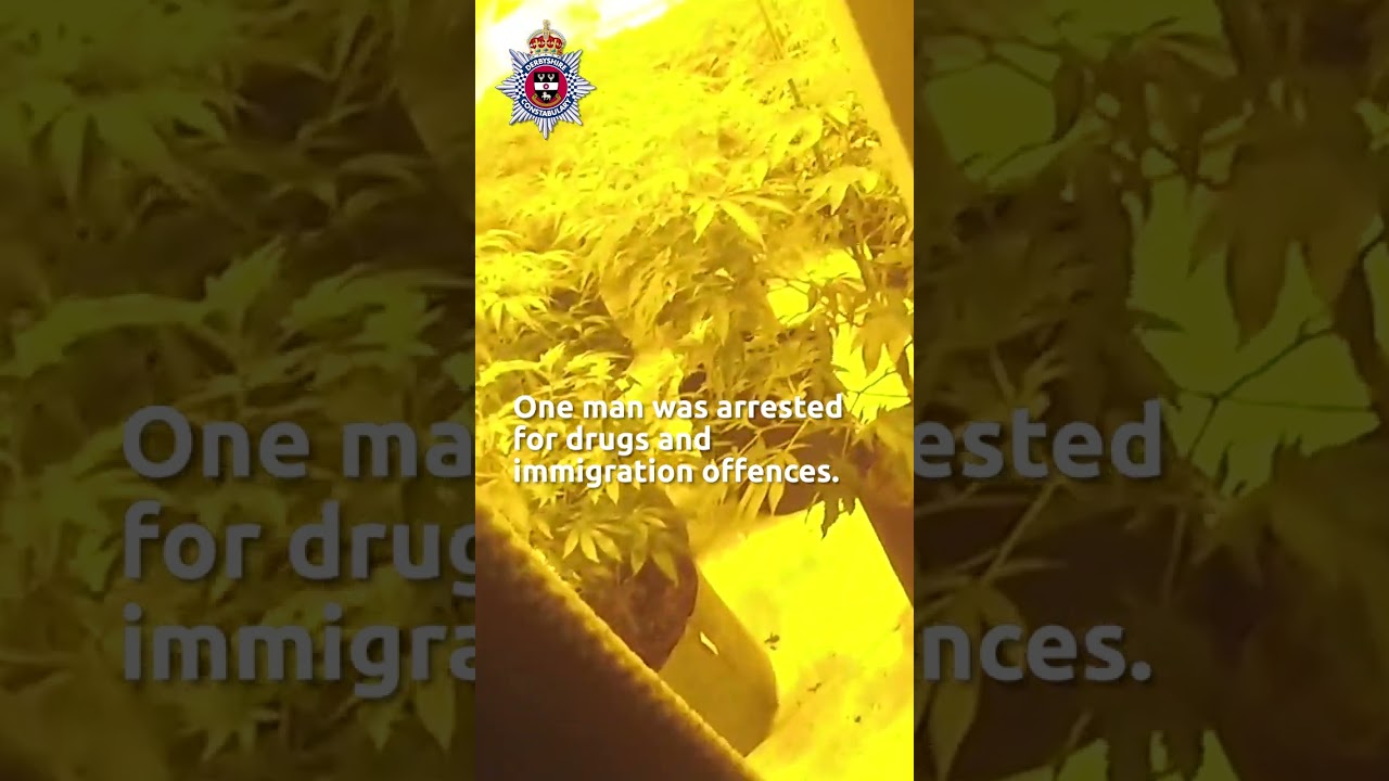 #DRUGS | Local officers find hundreds of cannabis plants #police #crime #saferstreets #derby