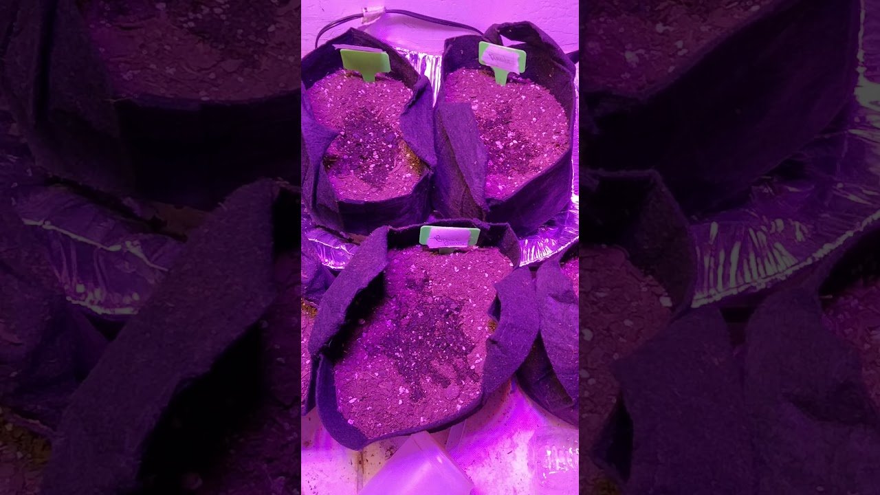 Growing for beginners... With earth juice.
